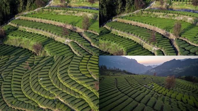 山区茶园采茶茶叶绿茶红茶茶山