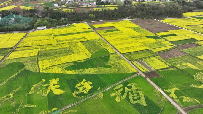 航拍陕西汉中油菜花海