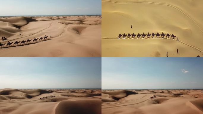 内蒙古沙漠航拍 骆驼