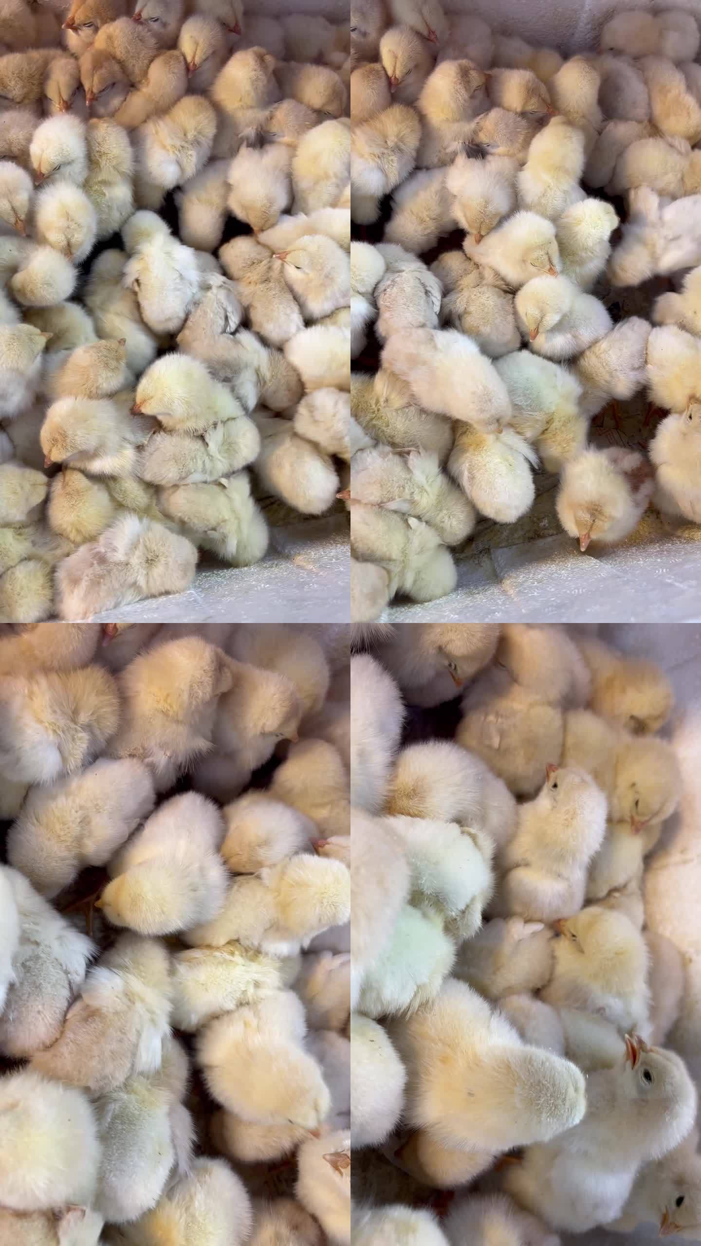 4k实拍刚孵化的一群宠物小鸡