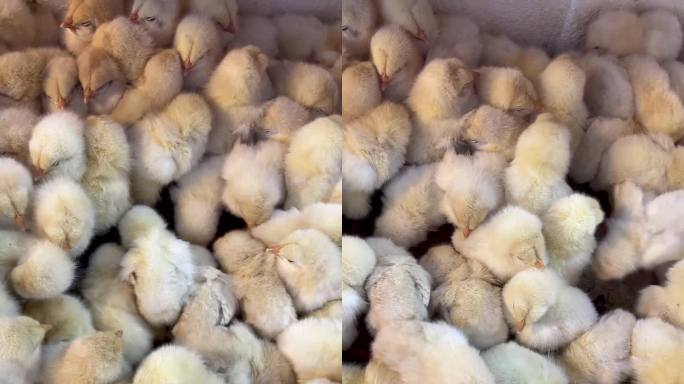 4k实拍刚孵化的一群宠物小鸡