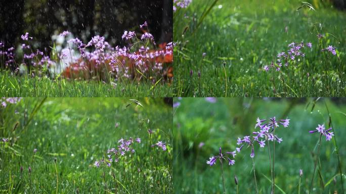 雨中紫娇花