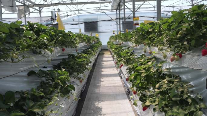 现代化塑料大棚进行科学的草莓栽培