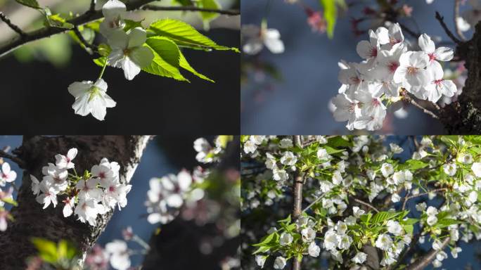 春天春暖花开樱花照片图片快闪