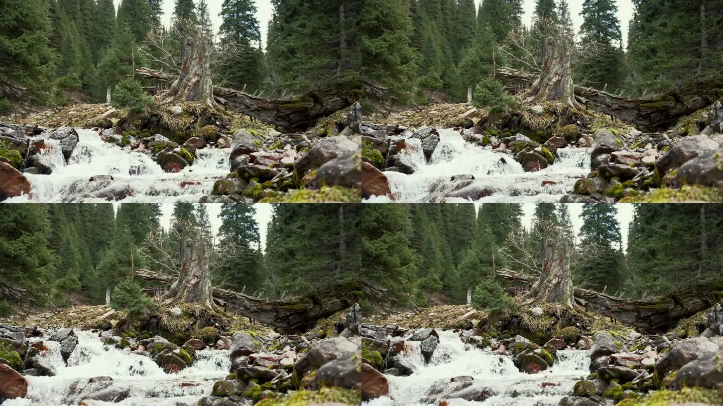 4K实拍原始森林雪山融化河流那拉提景区