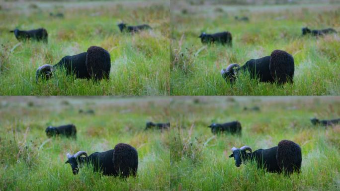 实拍大自然的羊群正在吃草