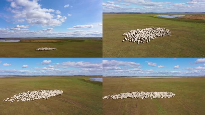 内蒙古旅游牧羊放羊羊群4K