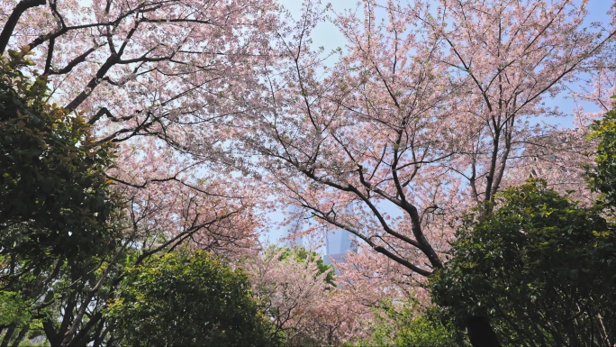 陆家嘴东昌路地铁站大场景樱花画面