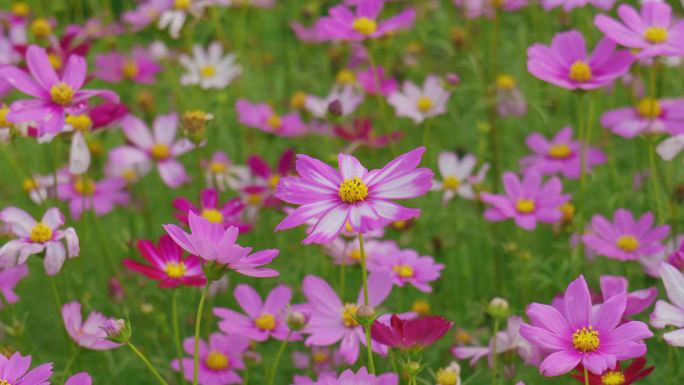 春暖花开花园格桑花花朵绽放