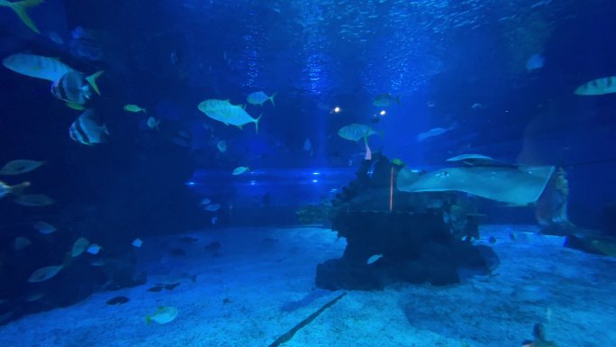 水族馆 旅游 海底 美景 鱼