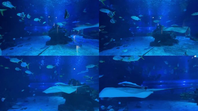 水族馆 旅游 海底 美景 鱼