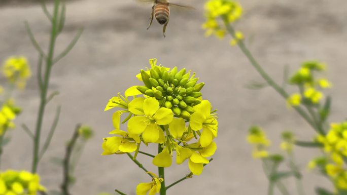 实拍蜜蜂采油菜花