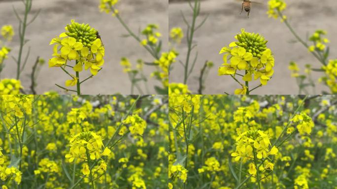 实拍蜜蜂采油菜花