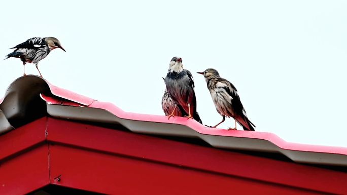 屋顶上的小鸟丝光椋鸟