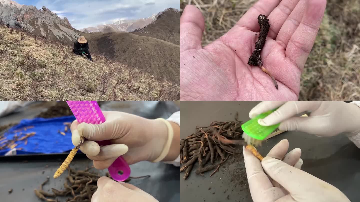 实拍西藏高海拔山上挖野生冬虫夏草