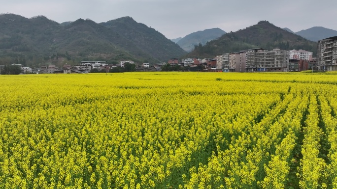 航拍 油菜 农业 乡村 春天