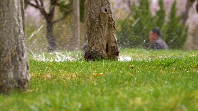 春天草坪浇水松针灌溉自动化