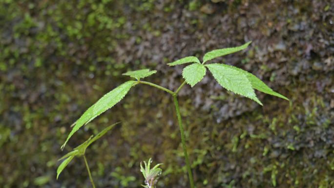 野生三七名贵中药材植物生长