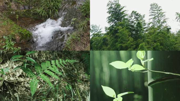 清明大自然发芽嫩芽绿色植物中式美学空镜