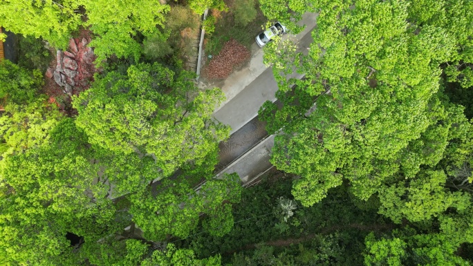 绿水青山  茂密丛林  山谷飞行