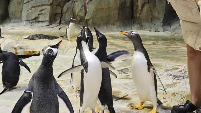 动物园和企鹅互动企鹅吃鱼
