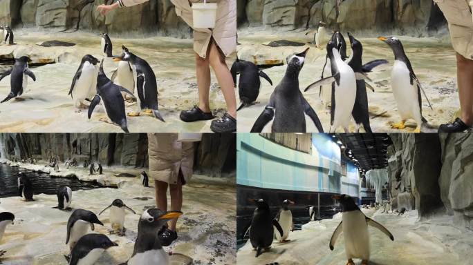 动物园和企鹅互动企鹅吃鱼