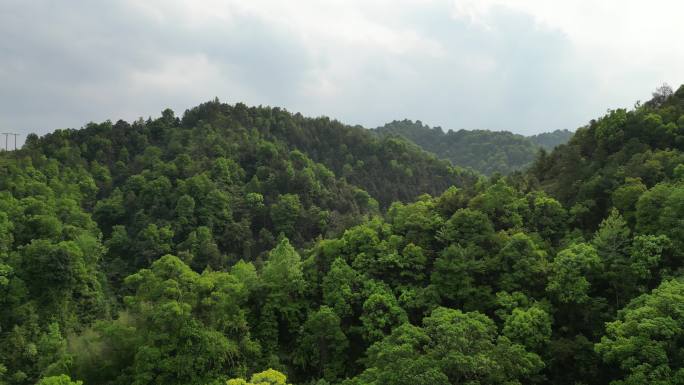 绿水青山  茂密丛林  山谷飞行