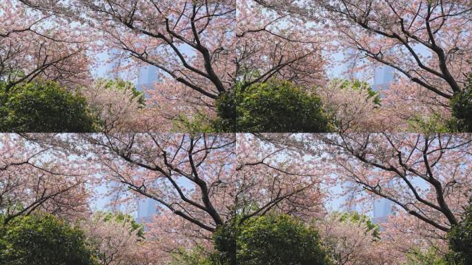 陆家嘴东昌路地铁站大场景樱花画面