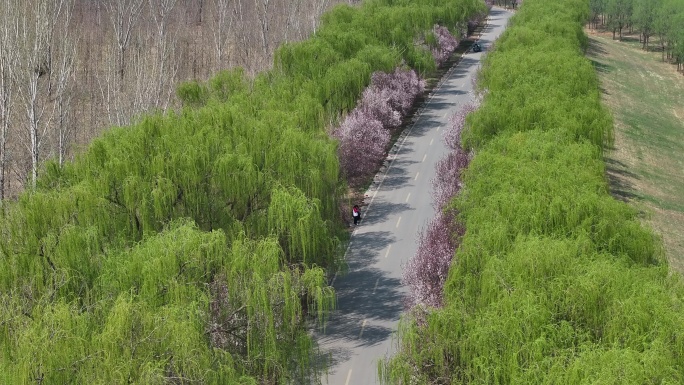 黄河大坝紫叶李樱花大道春意盎然济