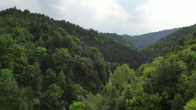 绿水青山  茂密丛林  山谷飞行