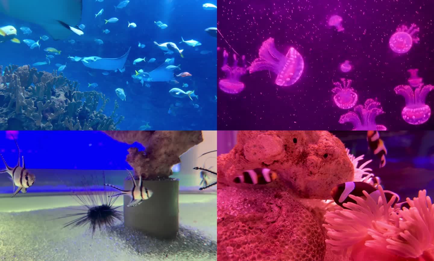 海洋生物十二组镜头