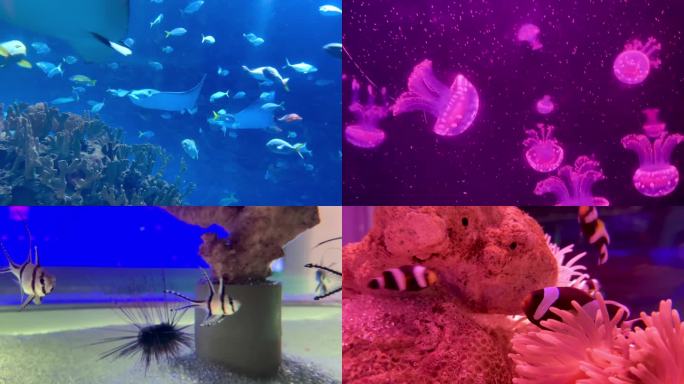 海洋生物十二组镜头