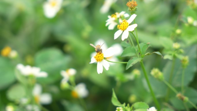 春天蜜蜂花丛采蜜