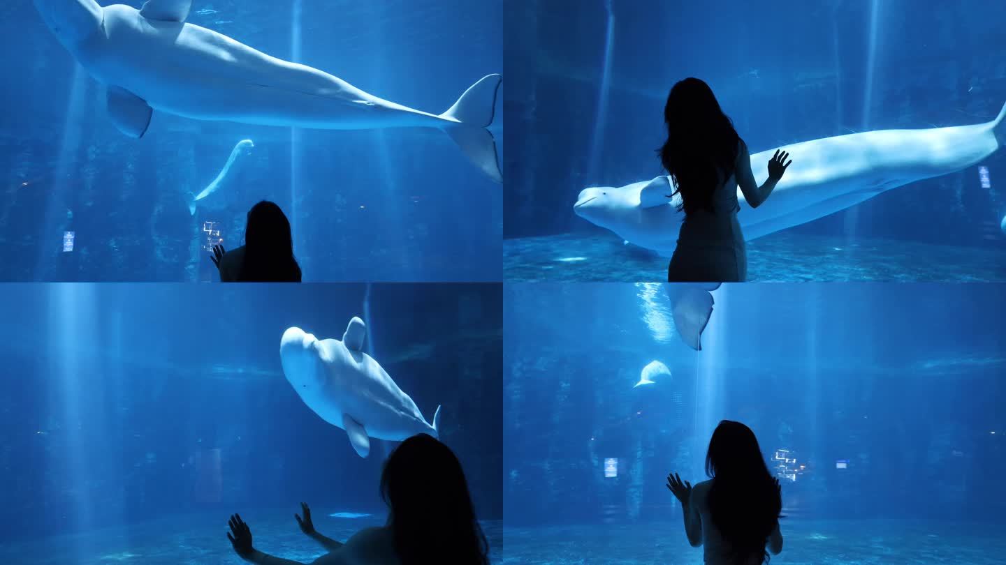 海洋馆白鲸海豚演出互动
