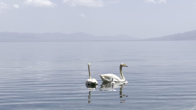 赛里木湖的天鹅一家