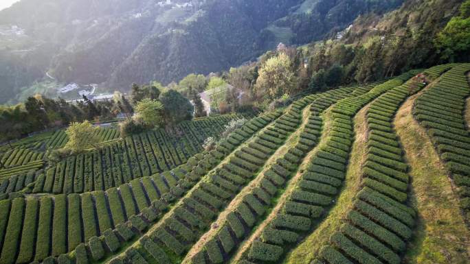 山区茶园采茶茶叶绿茶红茶茶山