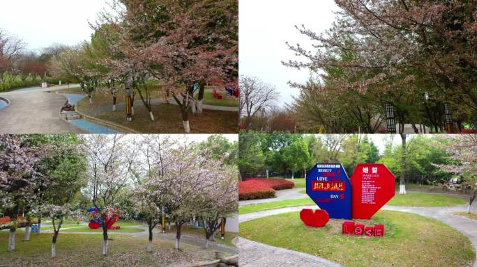 航拍南京江宁红苹果伊甸园