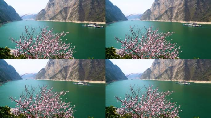 船舶行驶在桃花盛开的长江三峡西陵峡