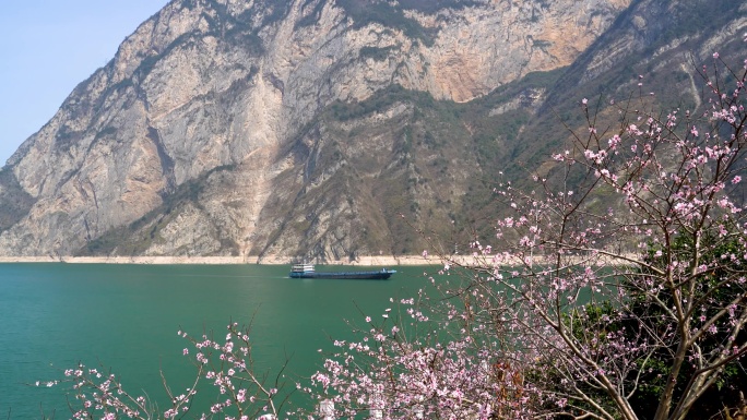 船舶行驶在桃花盛开的长江三峡西陵峡