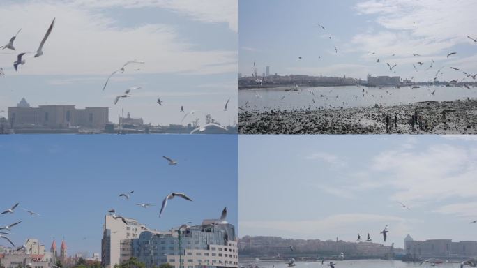 海鸥飞翔、海鸟、海边