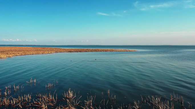 查干湖湿地鸟群