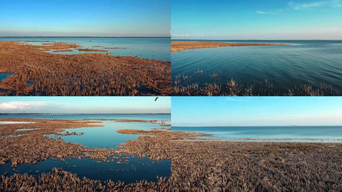 查干湖湿地鸟群