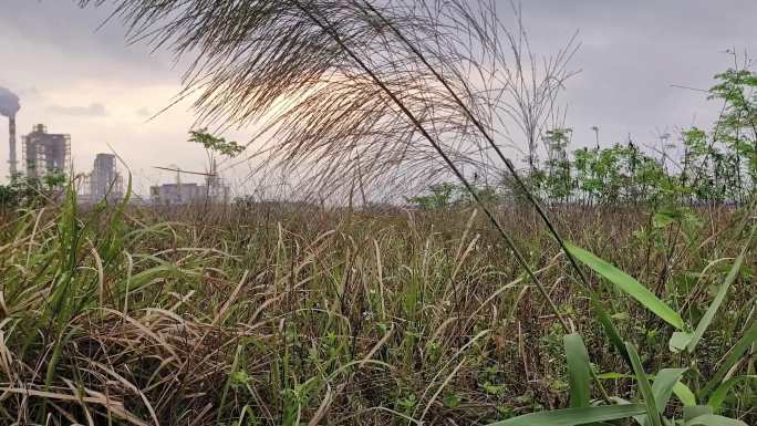 郊外风吹野草冒烟工厂远景工业区外景山岭