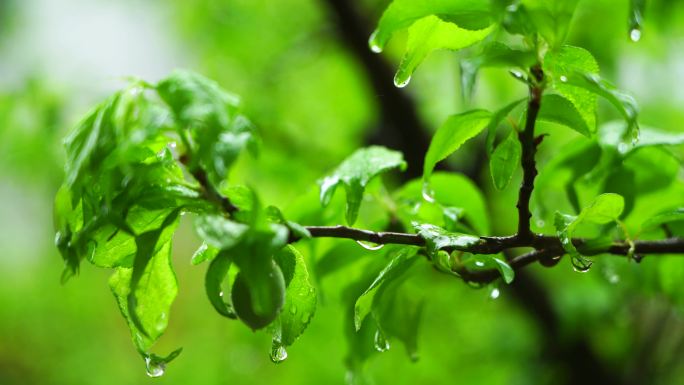 春天下雨天树叶雨滴水滴水珠的治愈氛围