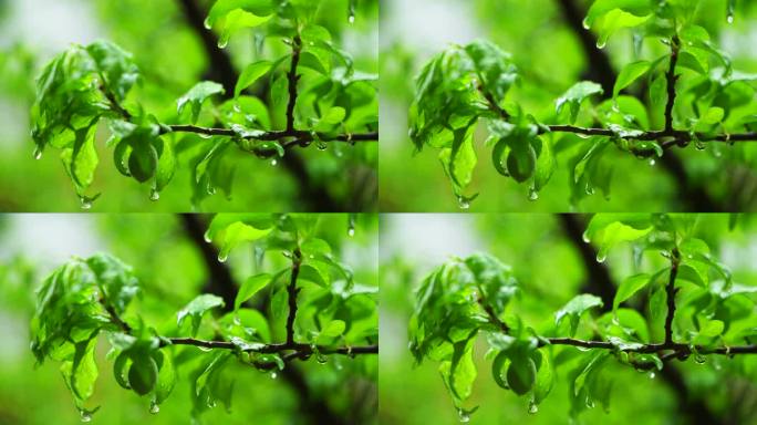 春天下雨天树叶雨滴水滴水珠的治愈氛围