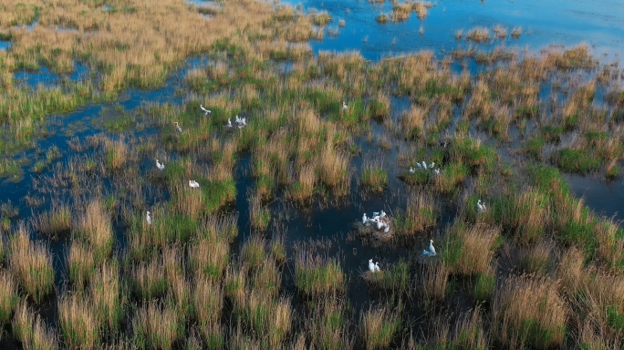 湿地野生鸟类——苍鹭 白琵鹭合集