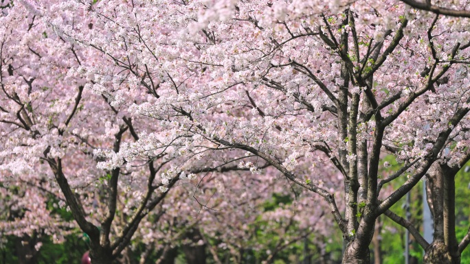 上海静安雕塑公园樱花花瓣飘落