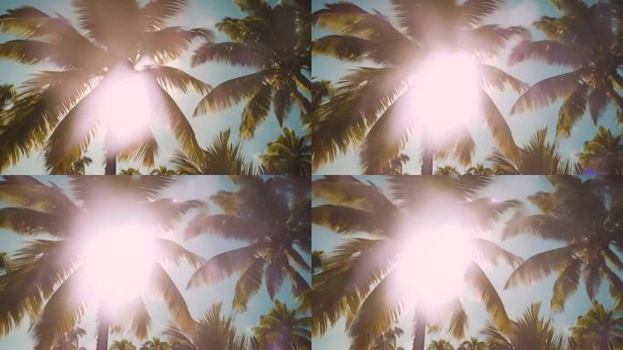 美国佛罗里达州迈阿密南海滩的棕榈树和阳光