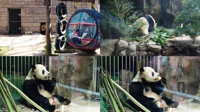 实景 大熊猫