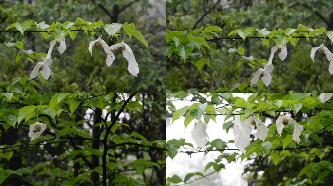 鸽子花